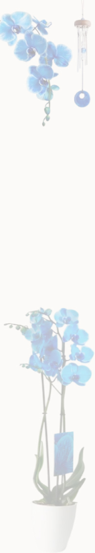 Fondo orquídeas